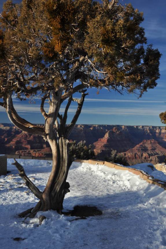 Árvore em meio à neve na borda sul do Grand Canyon, no Arizona, nos Estados Unidos